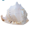 Wholesale Horned Helmet Shells