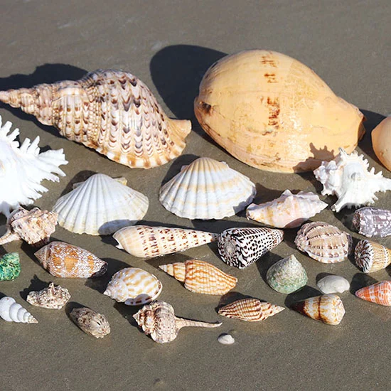 Natural-Seashell-craft Natural-Seashell-craft