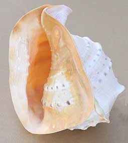 SS20-Cassis-Cornuta-shell-web SS20-Cassis-Cornuta-shell-web