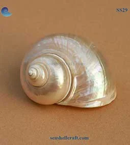 SS29-Turbo-Burgess-Pearl-Polished-Shell-w SS29-Turbo-Burgess-Pearl-Polished-Shell-w